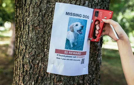 Ein vermisster Hund auf einem Foto