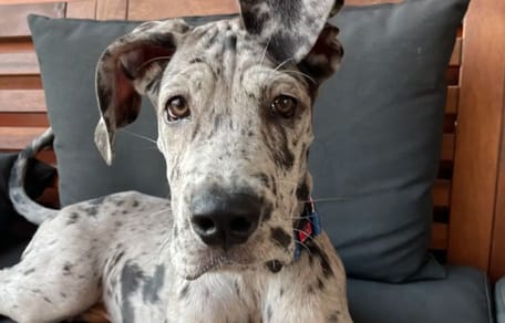 chien dogue allemand