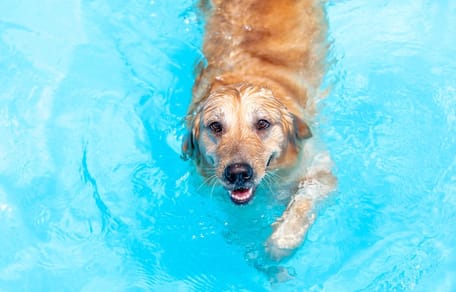 Dog in water