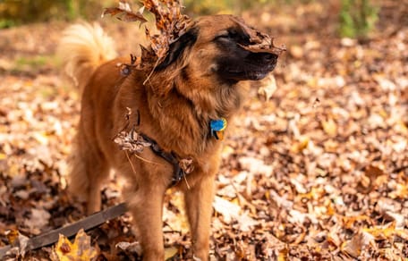 Chien en automne