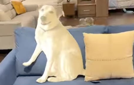 Cane in cartone