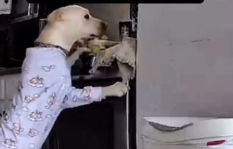 Hond in de keuken