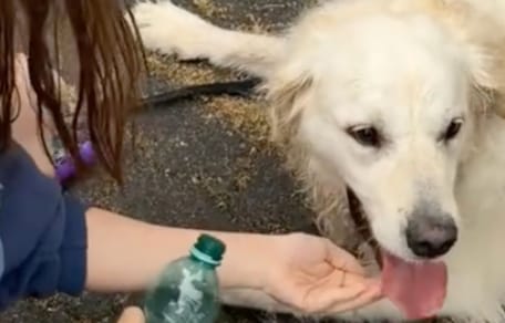 Dog in distress