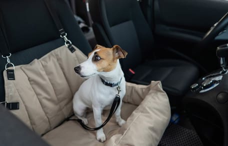 Sécurité routière : laisser son chien libre sur la banquette arrière peut vous coûter cher