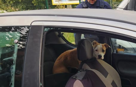 Chien enfermé dans une voiture