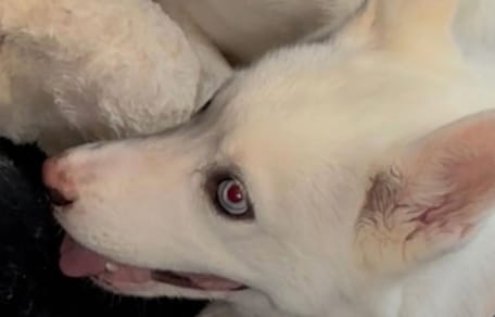 «Pensiamo ancora a quella chiamata»: questo cane chiuso in auto sotto il sole commuove il canile