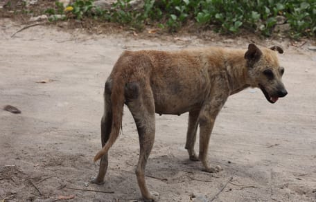 chien errant