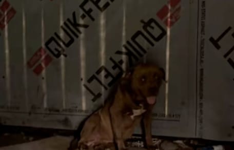La police refuse d'intervenir dans un sauvetage pour chien : sa patience infinie va sauver plusieurs vies (vidéo)