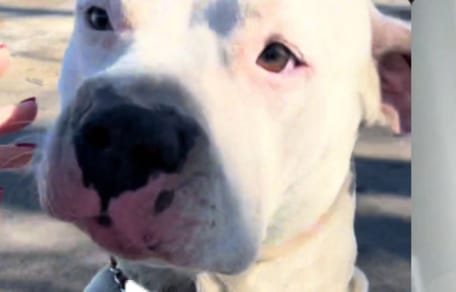 pies porzucony na parkingu