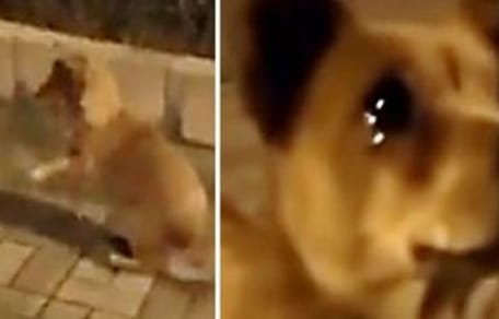 Perro callejero llora