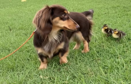 Hond en eendenkuikens