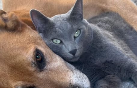 "He knew he wasn't well": Cat's reaction to his elderly dog friend melts hearts