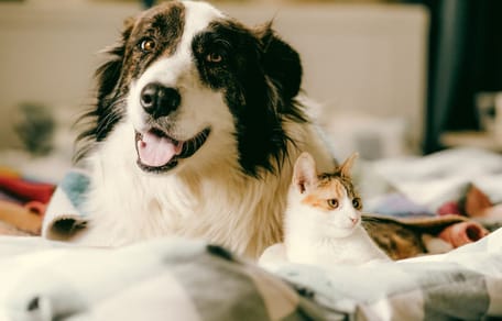 Chien et chat