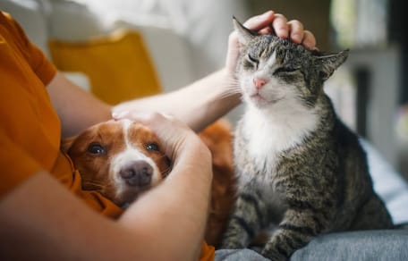 Chien et chat