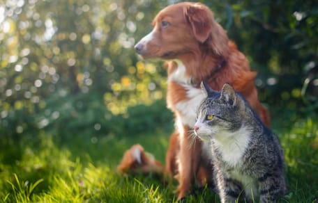 Abandons d’animaux : plus de 84 000 chiens et chats refusés en 2025 faute de place dans les refuges