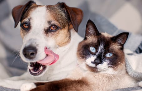 Chien et chat