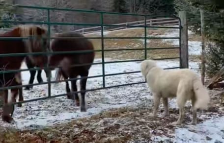 Dog and horses