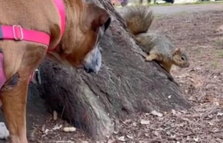 Dog and squirrel