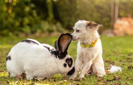 Puppy living with two rabbits decides to copy them and the result is adorable