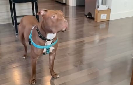 Una famiglia accoglie una cagnolina traumatizzata: alcune note musicali cambiano per sempre la sua vita