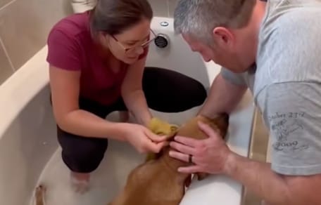 dog and his family