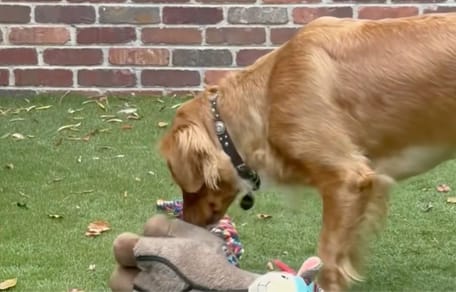 Hond met haar knuffel