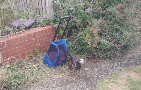 Chien et sac à dos