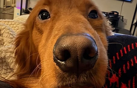 Golden Retriever hond