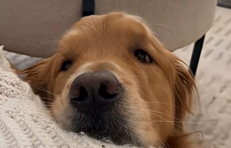 Golden Retriever Hund