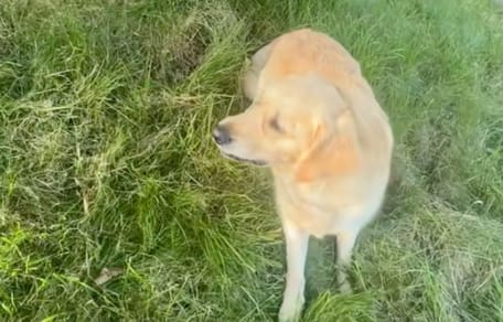 Cagnolina Golden Retriever
