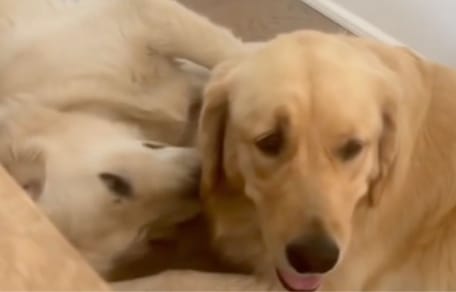Cane Golden Retriever divertente