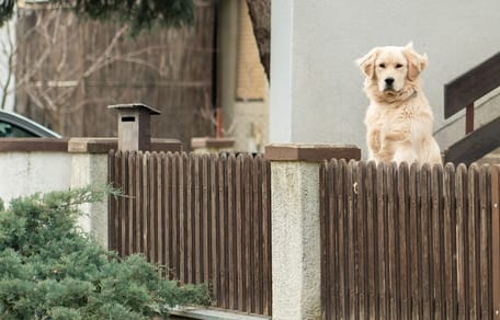 chien Golden Retriever maison