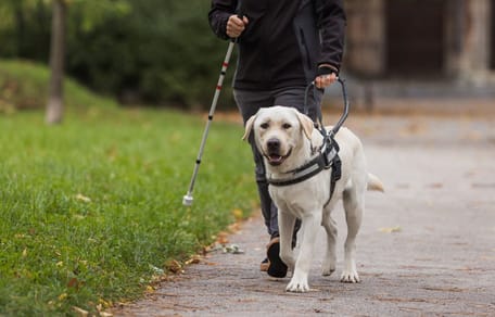 Accessibilité : vers une loi historique pour les chiens guides et leurs maîtres ?