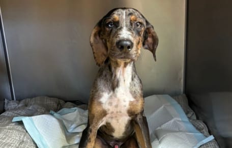 Un chien handicapé est sur le point d’être euthanasié : une assistante vétérinaire se bat pour lui sauver la vie