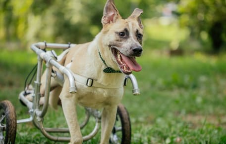 Gehandicapte hond