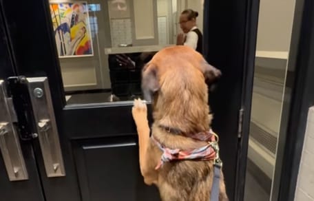 Dog in a building lobby
