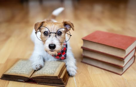 Chien intelligent