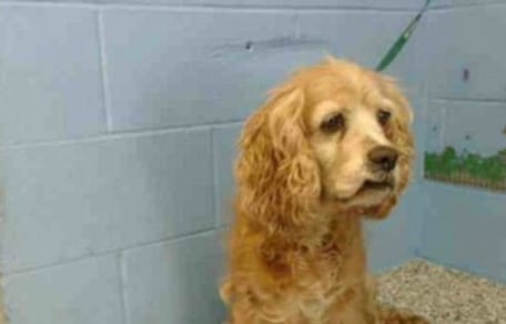 cocker spaniel