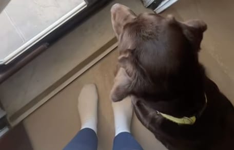 Chien Labrador chocolat