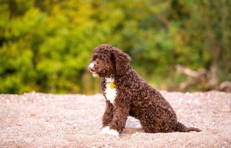 Cane Lagotto Romagnolo cercatore di tesori