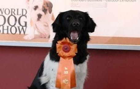 chien de race lof confirmation
