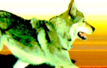 Cane lupo Olimpiadi 2026