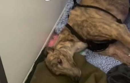 Zieke hond