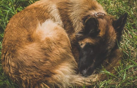 Pies rasy malinois