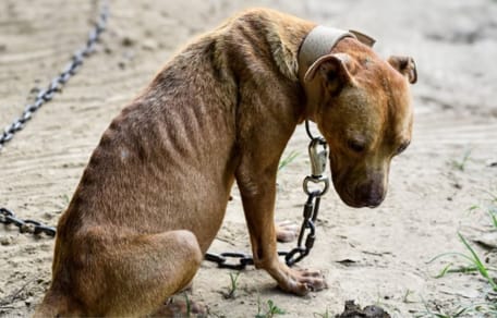 Mishandelde hond