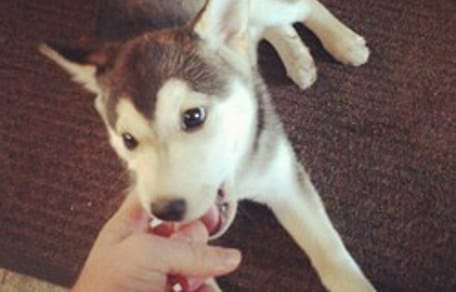 chien qui mord