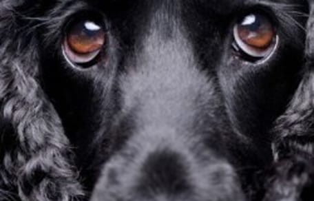 chien noir