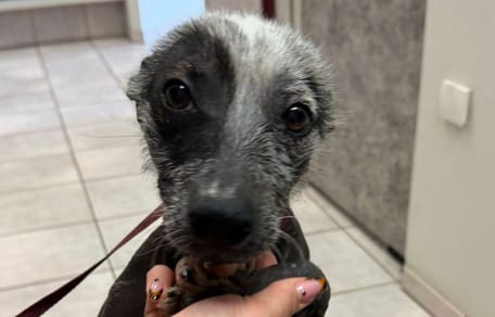 Mexican Hairless Dog