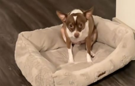 dog basket
