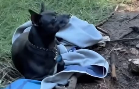 Entlaufener Hund